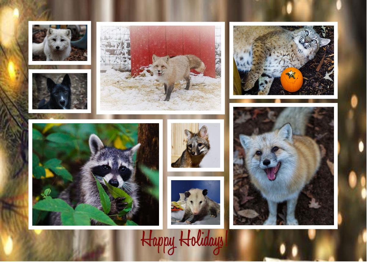 Exotic Pet Wonderland Holiday Cards
