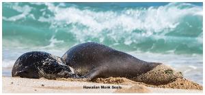 Hawaiian monk seals - Desk 2022