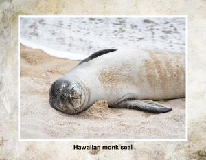 Hawaii Monk Seal - Calendar