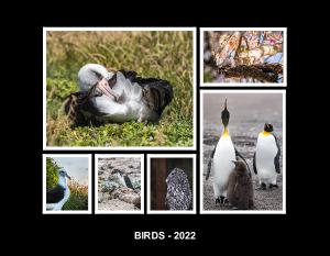 Birds - 2022