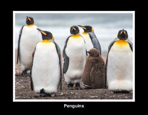 Penguins - Calendar