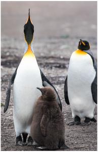 King penguin poster