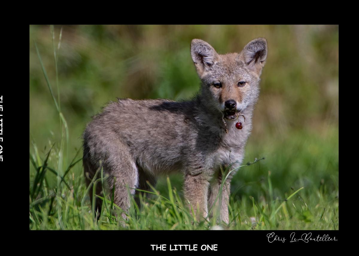 Coyote Pup ~ The Little One ~ Guemes Island