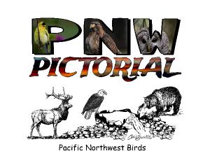 Pacific Northwest Birds Washington State