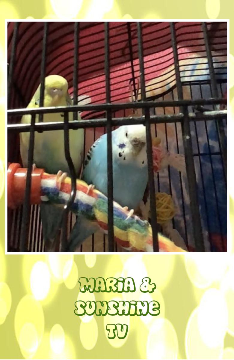 Maria & Sunshine notebook