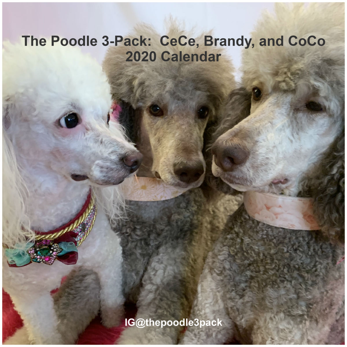 The Dog Desk Calendar 2020 Poodle 