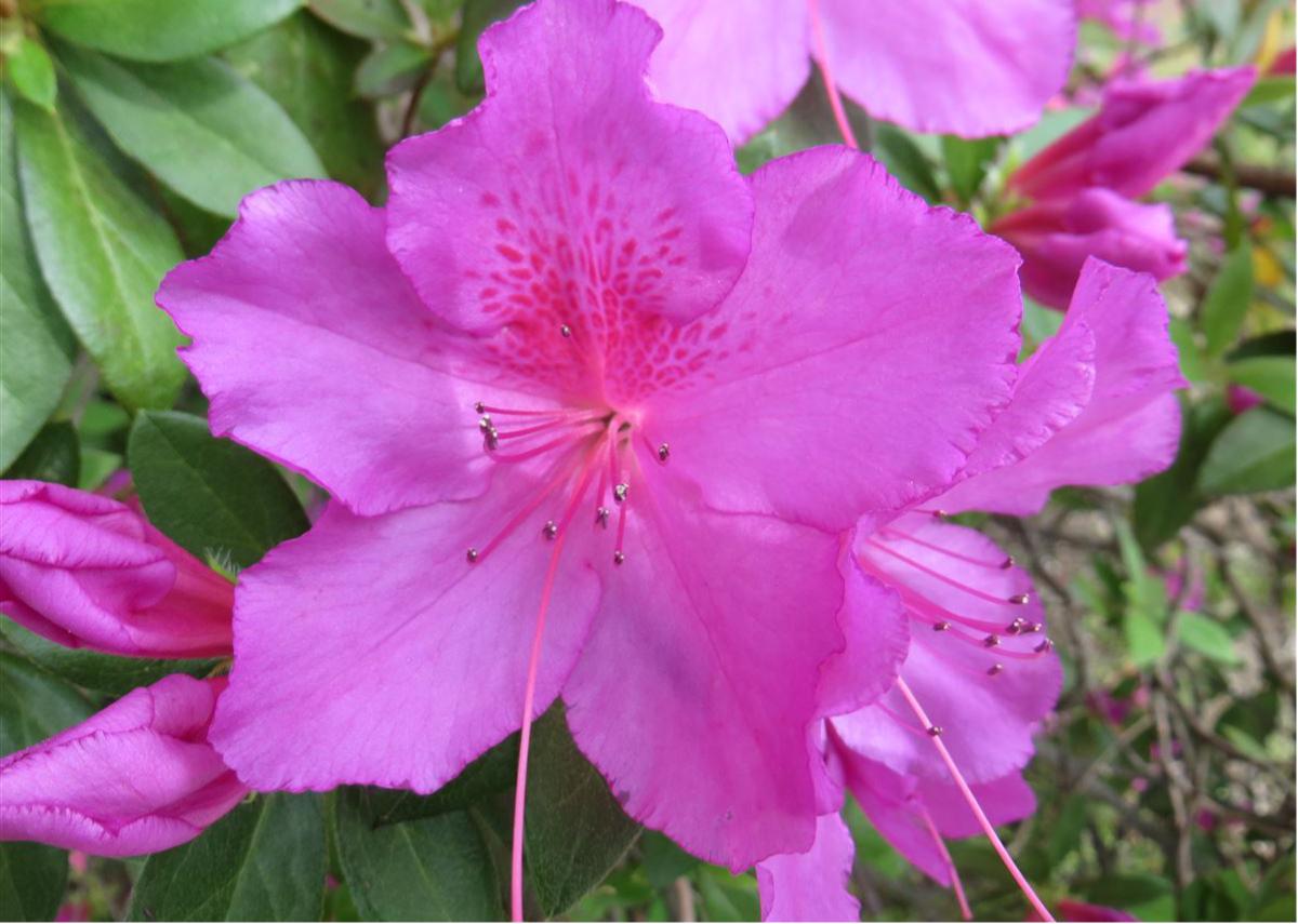 Pink Azalea