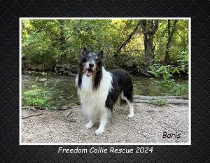 Freedom Collie Rescue 2024 Calendar