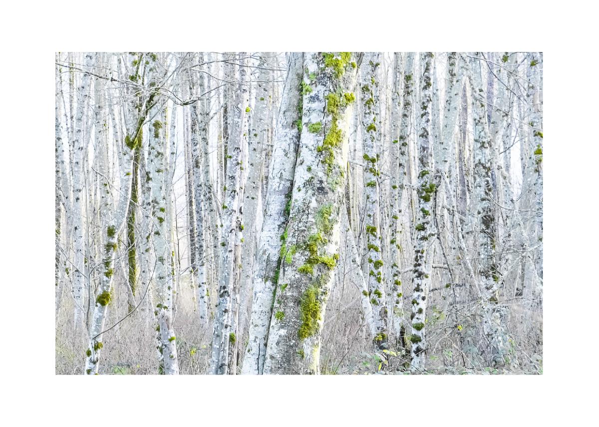 5x7 Christmas Card (1)- Alder in Winter #7