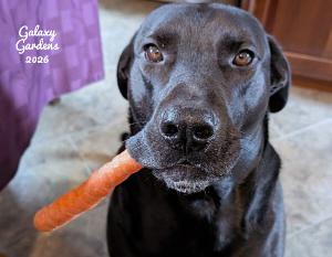 Charlie the Dog 2026 Calendar