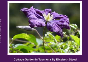 Photo Book of Colour in a Tasmainan Garden