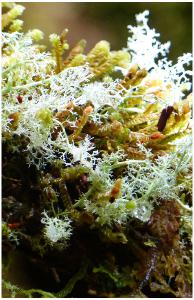 poster of Tasmanian Lichen