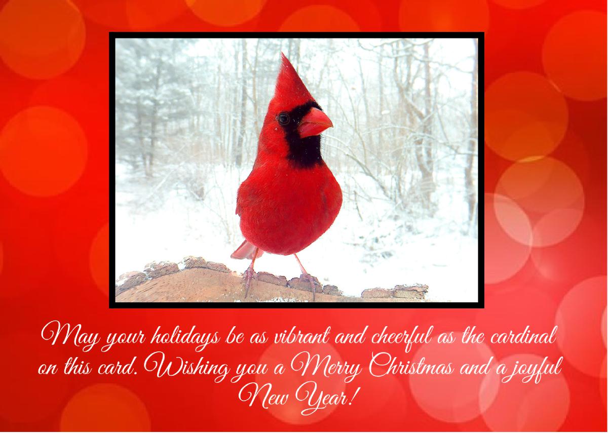 TBP Holiday Cardinal A