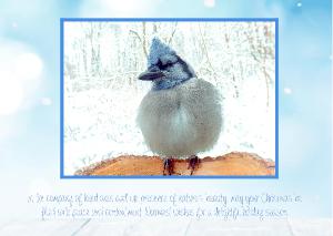 TBP Holiday Blue Jay