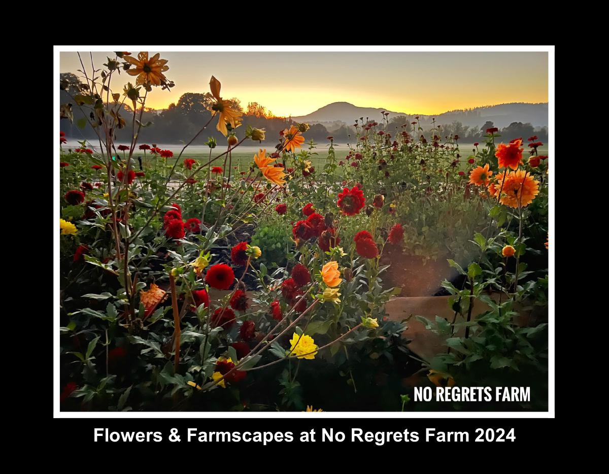 Flowers & Farmscapes at No Regrets Farm 2024