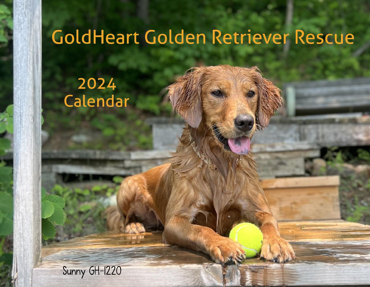 GoldHeart Golden Retriever Rescue 2024 Calendar