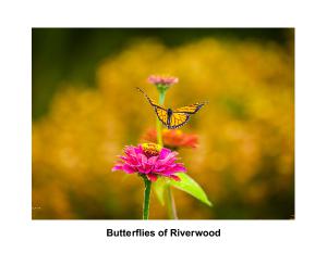 Butterflies of Riverwood