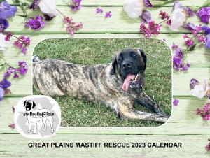 Great Plains Mastiff Rescue 2023 Calendar