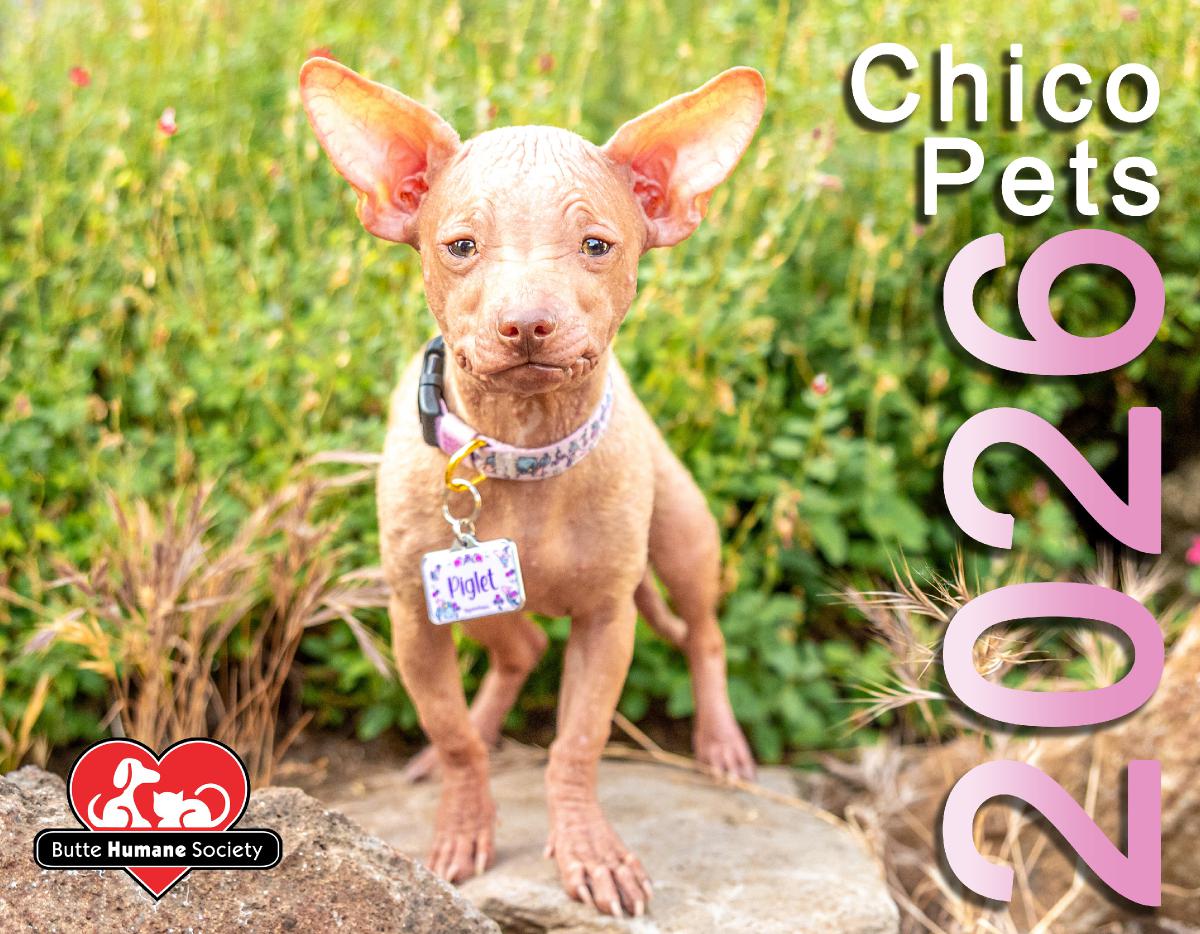 2026 Chico Pets Calendar