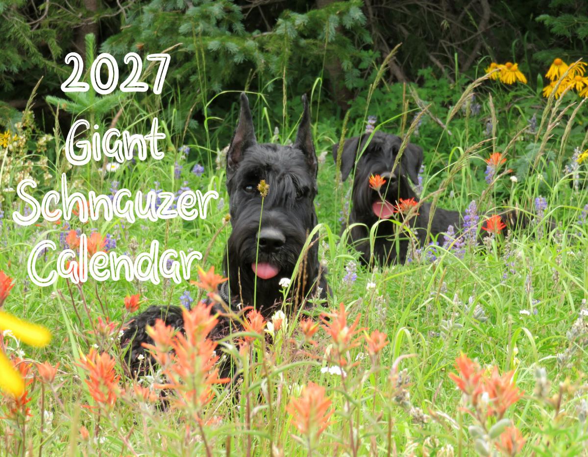 2027 Giant Schnauzer Calendar
