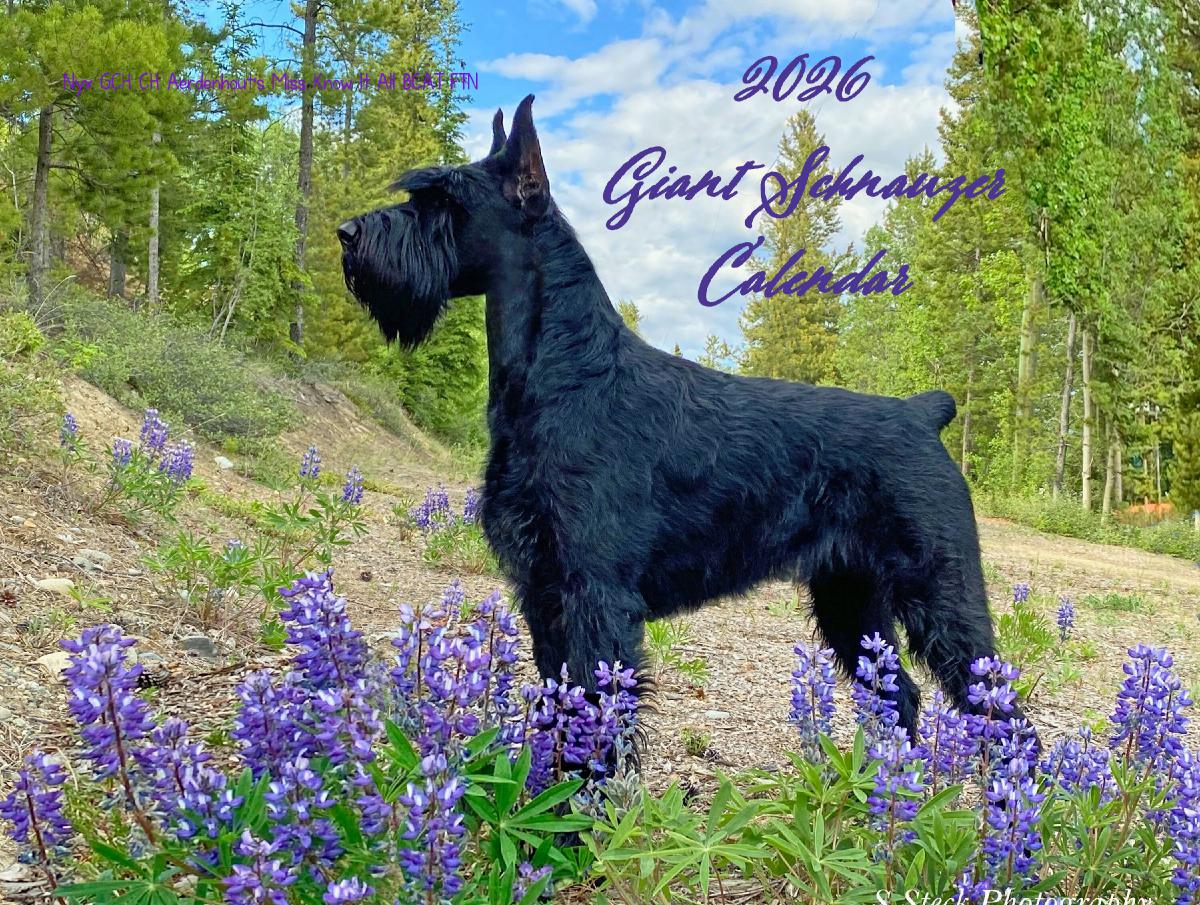 GSCA 2026 Giant Schnauzer