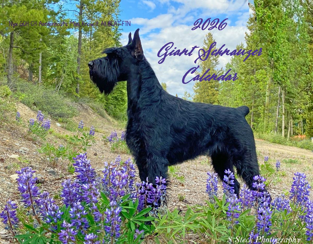 GSCA 2026 Giant Schnauzer