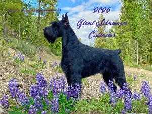 GSCA 2026 Giant Schnauzer