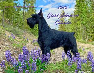 GSCA 2026 Giant Schnauzer