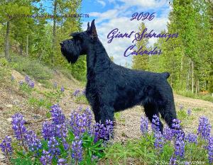 GSCA 2026 Giant Schnauzer
