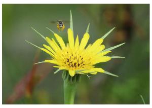 Yellow Salsify with Bee