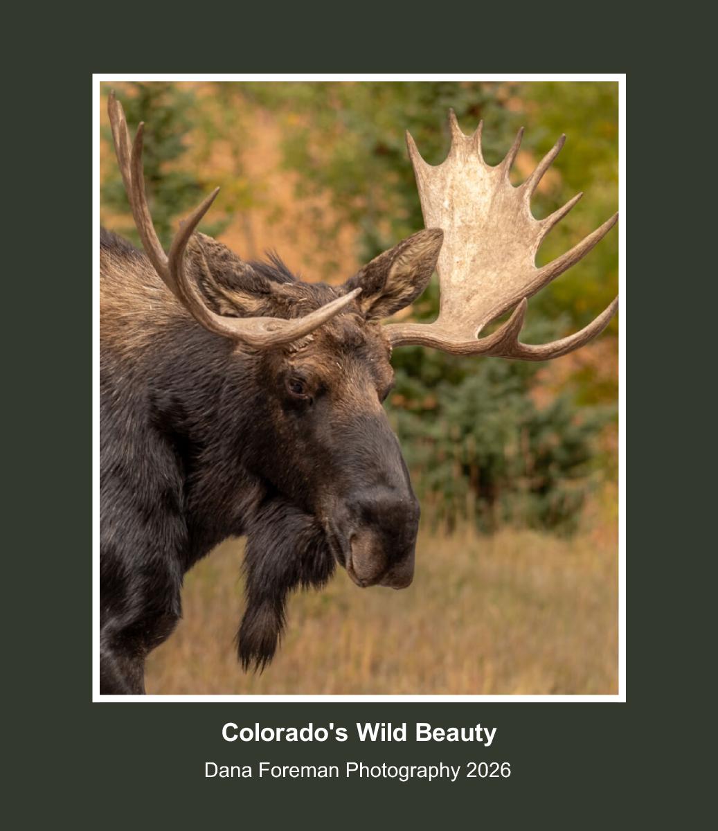 Colorado Wild Beauty