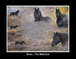River-The Wild One