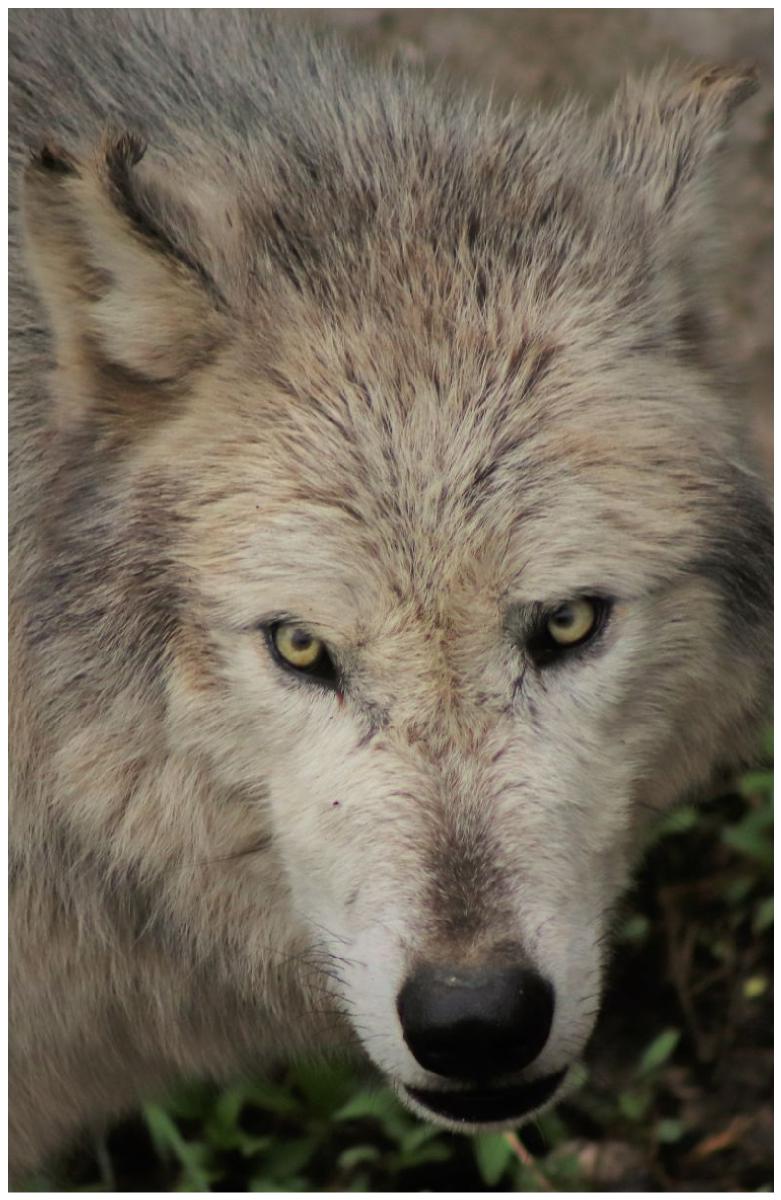 wolf notebook
