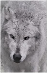 wolf notebook
