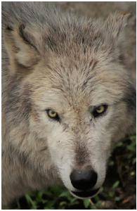 wolf notebook