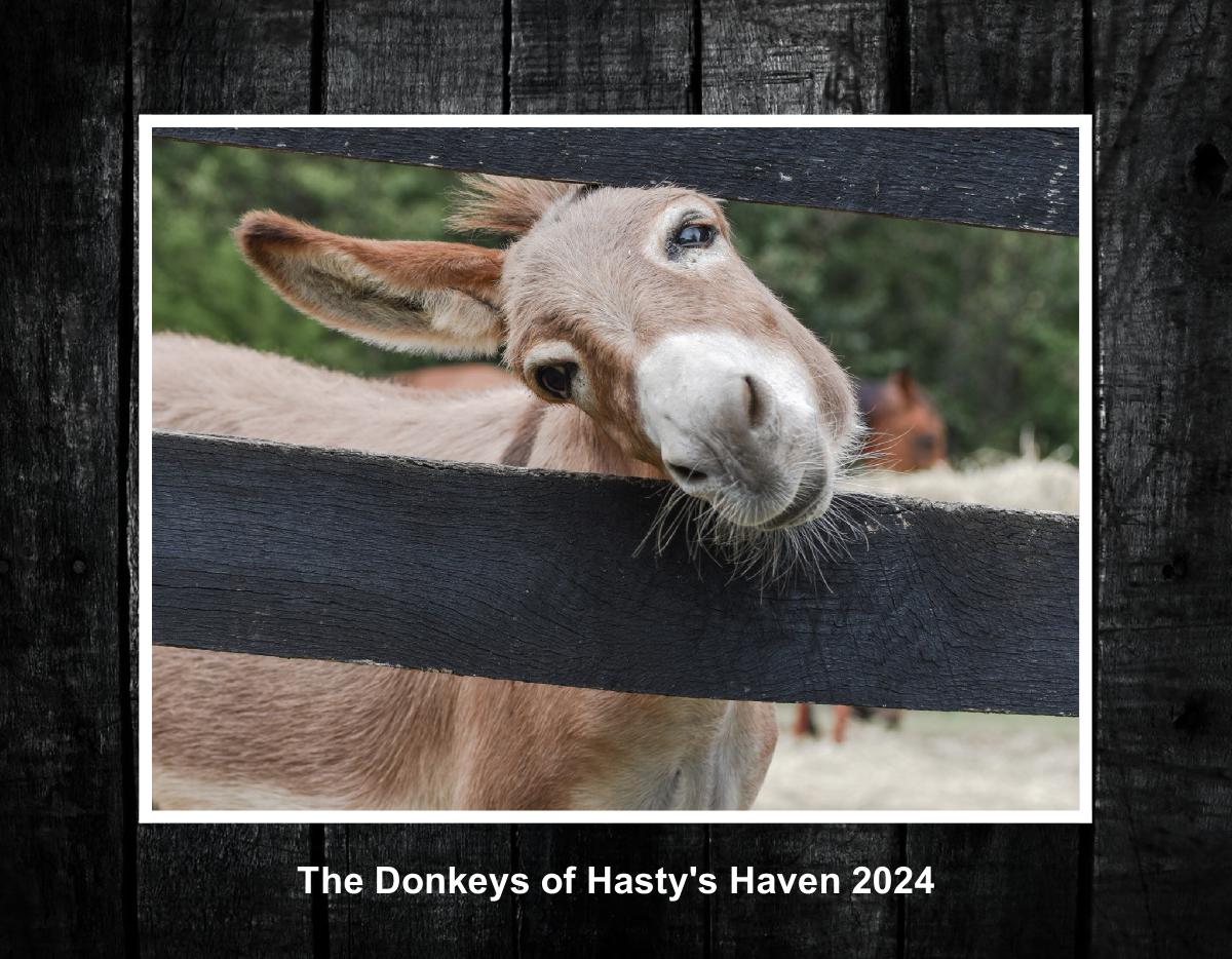 The donkeys of Hasty's Haven