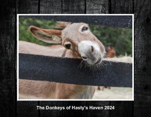 The donkeys of Hasty's Haven