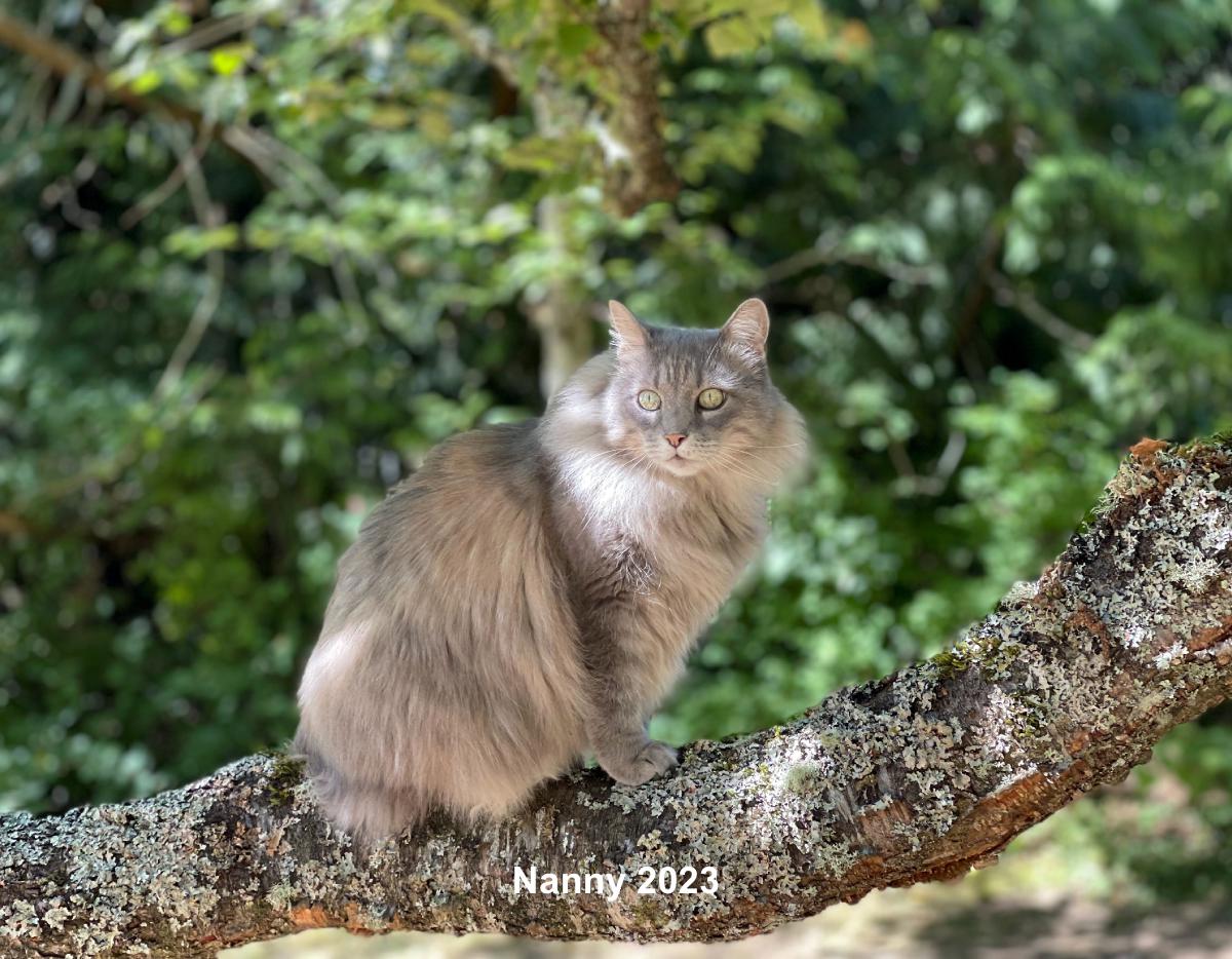 Nanny the 2023 calendar create photo calendars