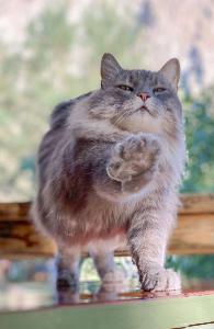 Nanny Notebook - Lending a helping paw