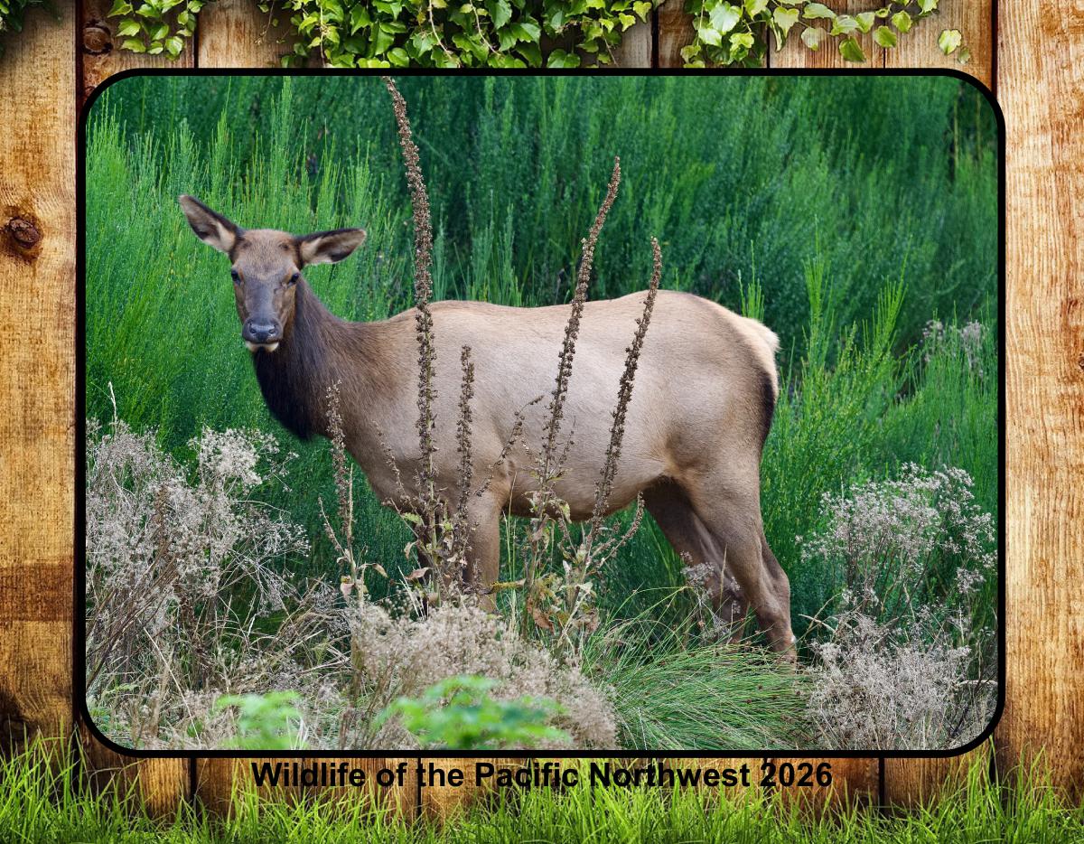 Wildlife of the Pacific Northwest~HRC Photography