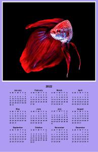 Betta Fish Calendar