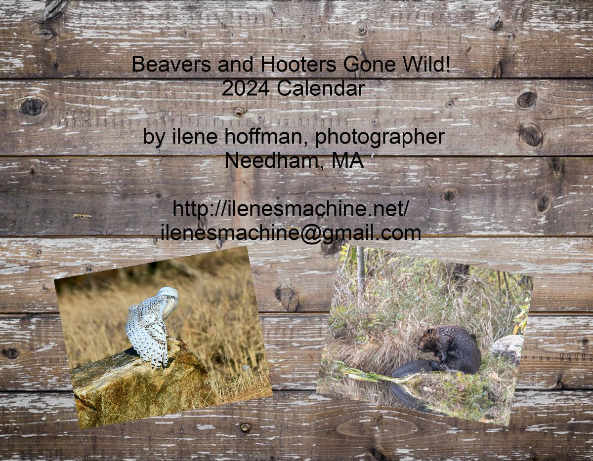 Beavers and Hooters Gone Wild 2024 Calendar