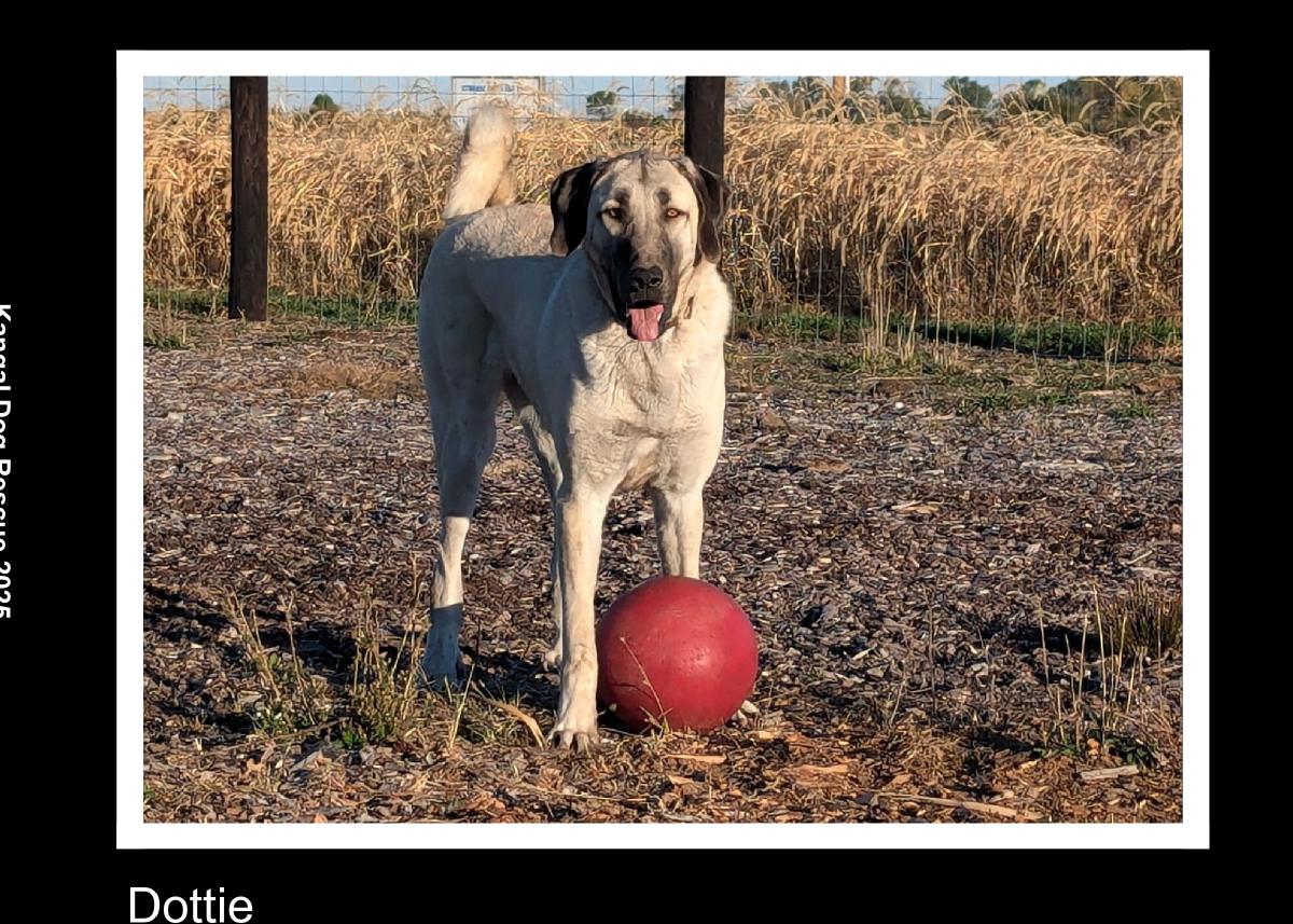 2025 Hands Helping Paws Photo book