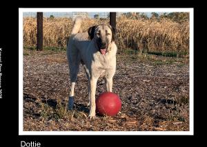 2025 Hands Helping Paws Photo book