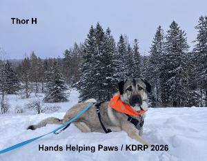Hands Helping Paws / KDRP 2026 Calendar