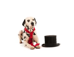Funny dressed dogs