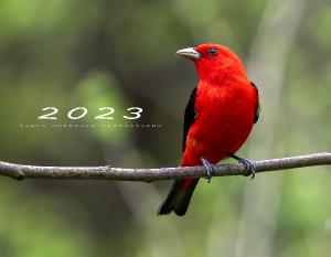 2023 Birds Calendar