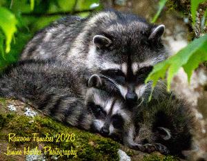 Raccoon Families 2026