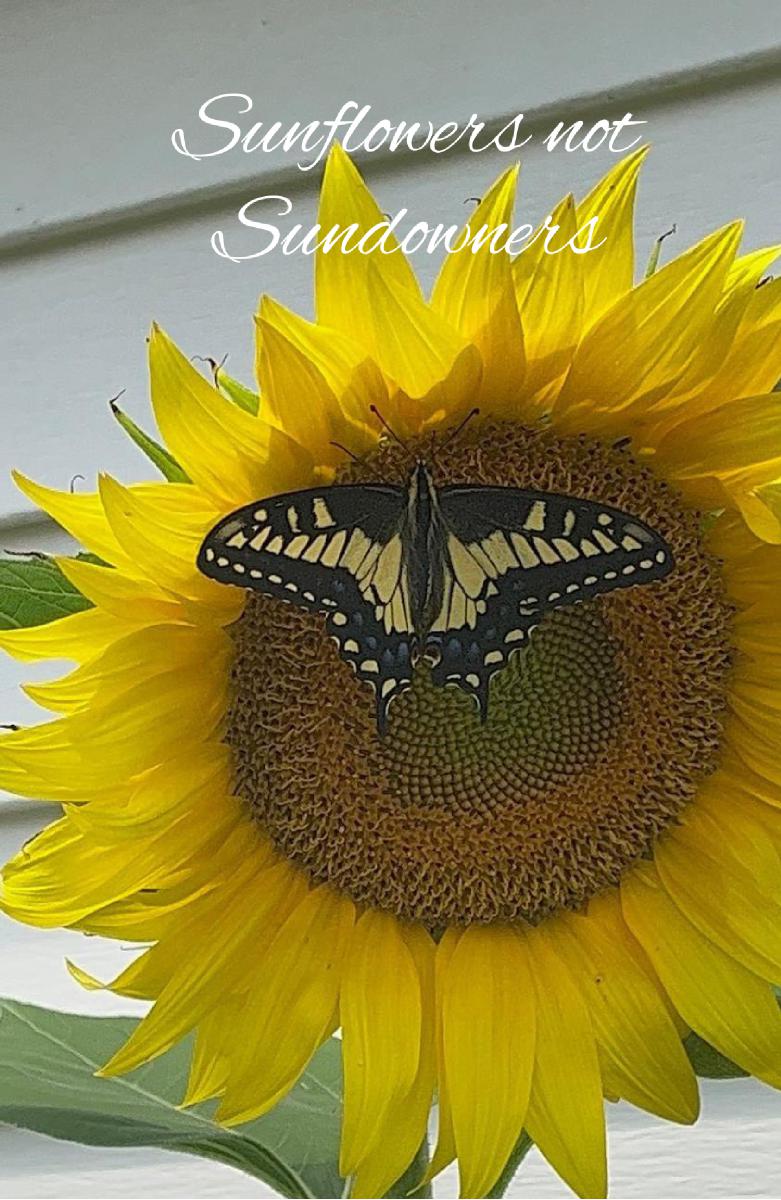 Sunflower Notebook 2023 #6a