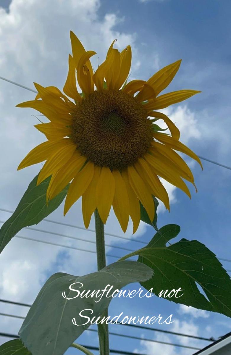 2023 Sunflowers Notebook 8